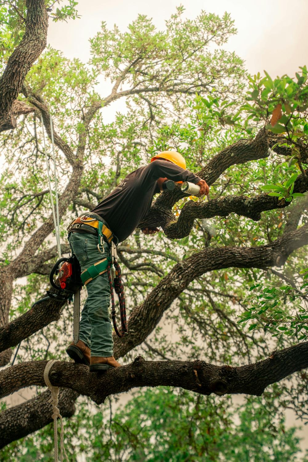 Gartner i klatresele højt oppe i en trækrone med en motorsav i hånden